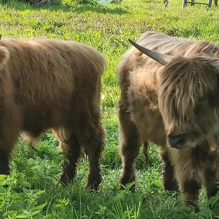 Daire Silvia Sankt Kanzian am Klopeiner See