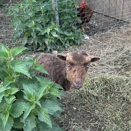 Daire Silvia Sankt Kanzian am Klopeiner See