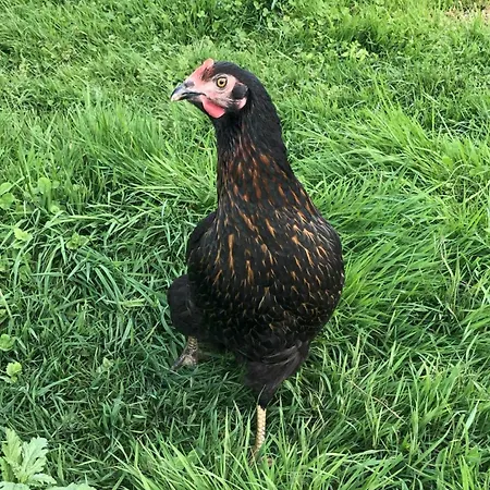 Silvia 公寓 圣卡荐