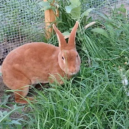 Silvia Sankt Kanzian am Klopeiner See