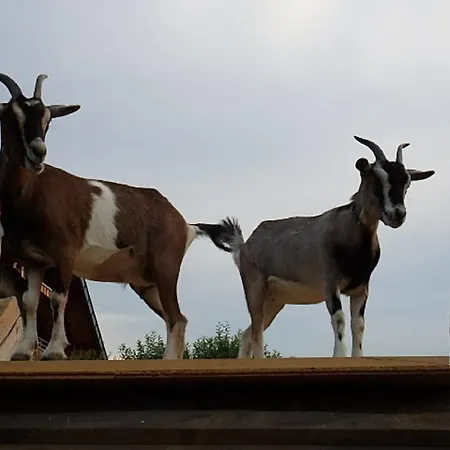 Silvia Sankt Kanzian am Klopeiner See